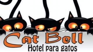guarderia canina montevideo Cat Bell