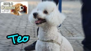peluquerias caninas en montevideo Peluquería Canina